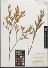 Foto von Salix purpurea L.